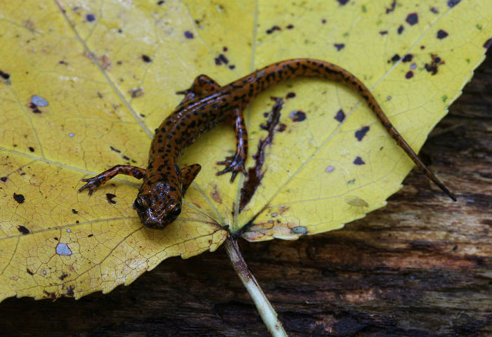 Longtail Salamander